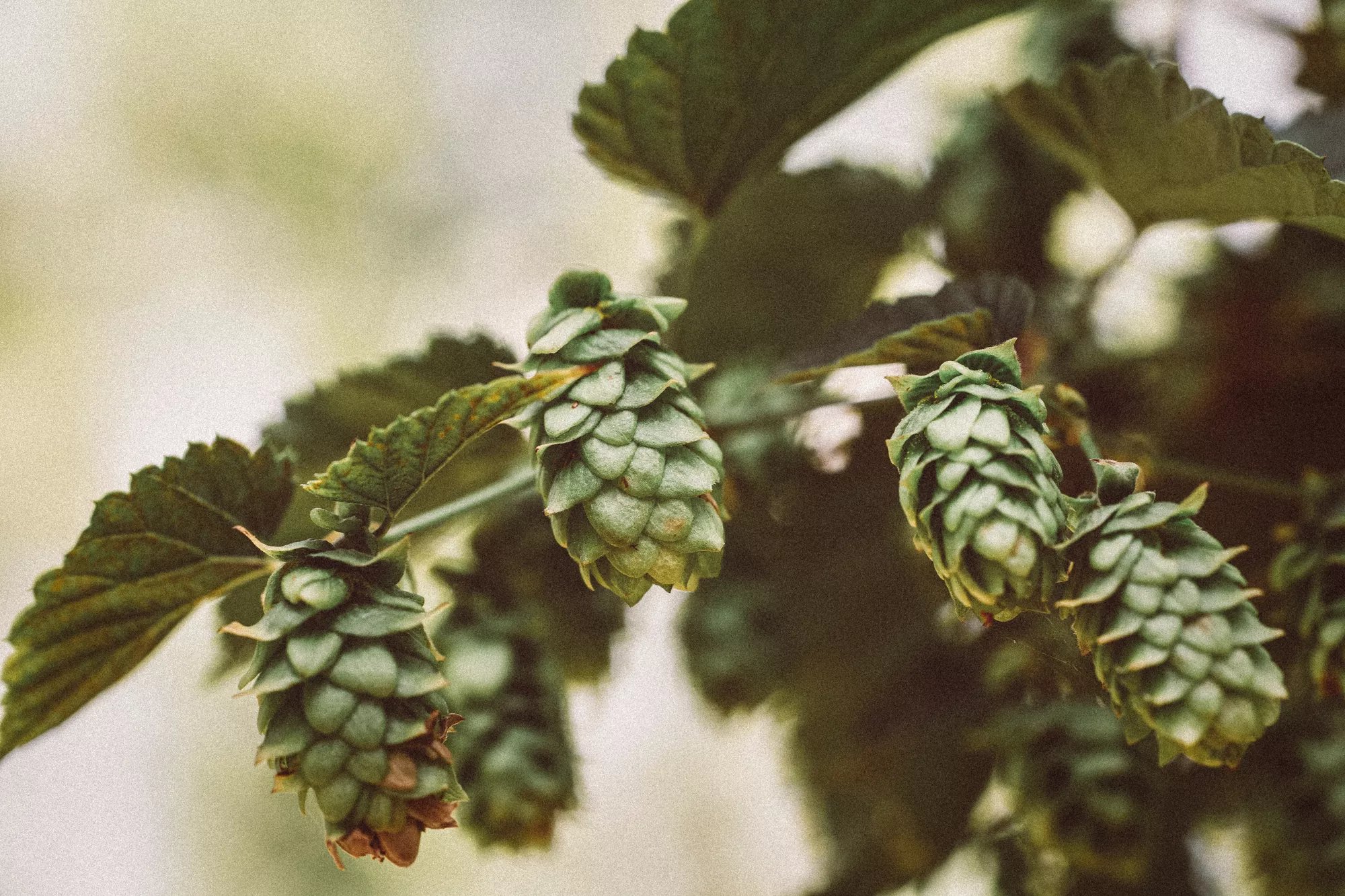 Royal-Swinkels-hops